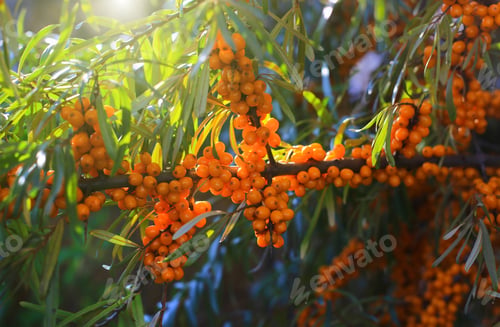 Preview: Sea buckthorn branch with bright ripe berries illuminated by sunlight