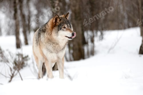 Preview: Canis Lupus licking snout while strolling on snow