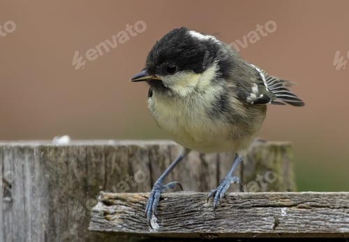 Preview: Closeup of a black-capped chickadee with a yellow belly standing on a wooden fence outside