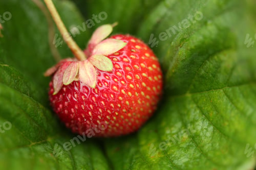 Preview: Strawberry