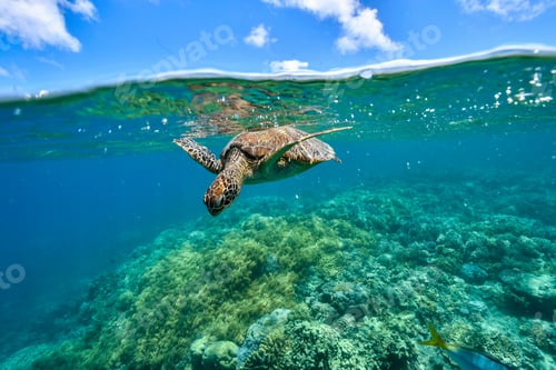 Preview: green turtle in the great barrier reef