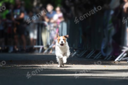 Preview: Dog agility competition.