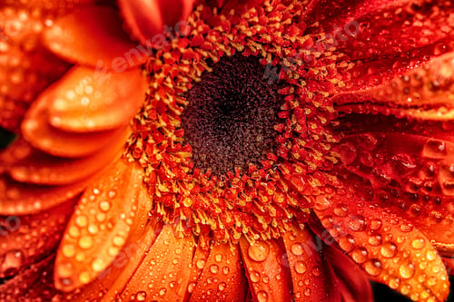 Preview: Closeup of a beautiful flower with glistening water droplets scattered across its petals