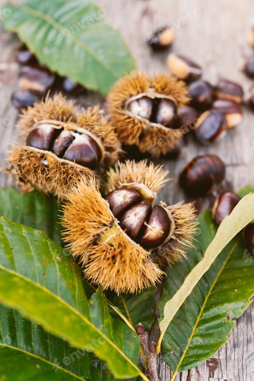 Preview: Chestnuts