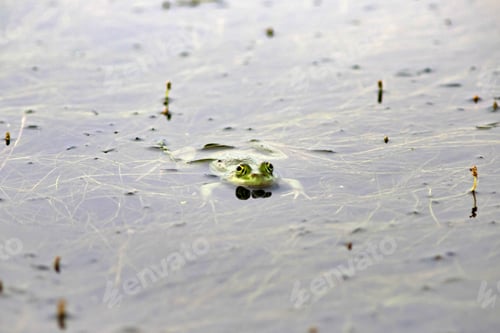 Preview: Frogs in their natural habitat Danube Delta