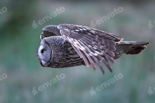 Preview: Great grey owl (Strix nebulosa)