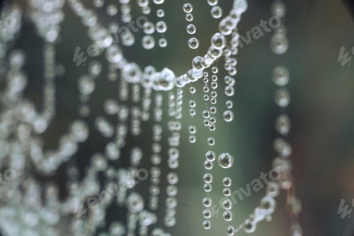 Vista previa: Imagen macro de una telaraña cubierta de gotas de agua