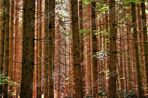 Preview: Stems of trees in a fir forest