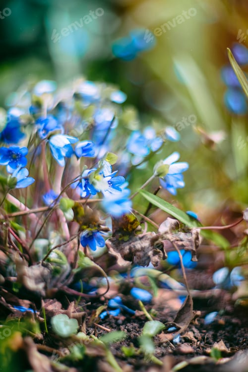 Preview: Blue spring flowers in a clearing - bluebell bell-shaped on a natural background