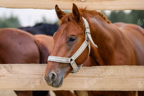 Preview: a beautiful horse stands in a paddock behind a wooden fence
