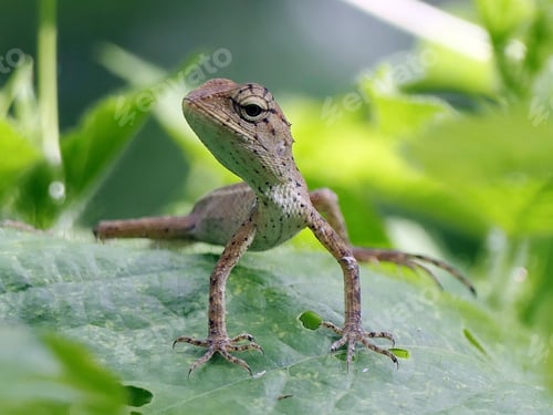Preview: Close-up of a lizard on a leaf in a green environment
