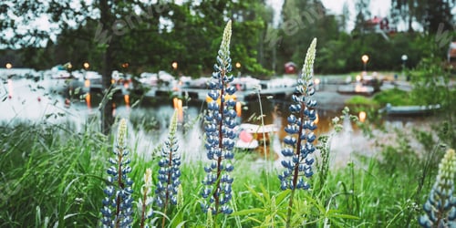 Preview: Wild Flowers Lupine In Summer Meadow Near Lake At Evening Night. Lupinus, Commonly Known As Lupin Or