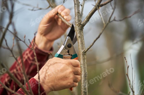 Preview: Old male cutting branches with pruner.