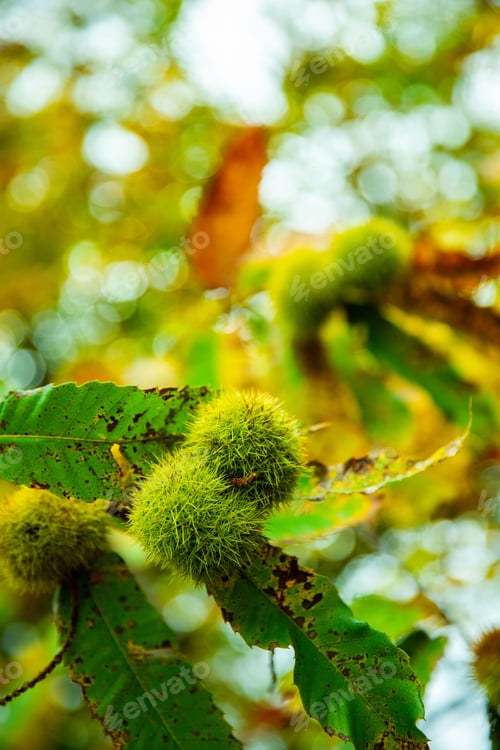 Preview: Closeup shot of a spiky chestnut cocoon against a green blurry background.