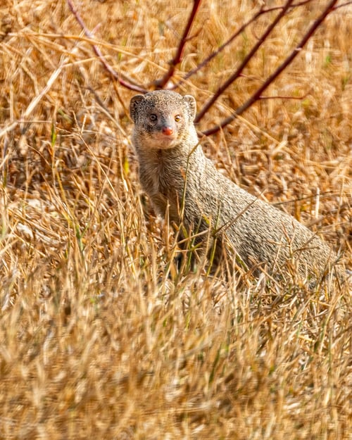 Preview: an Indian grey mongoose in a field