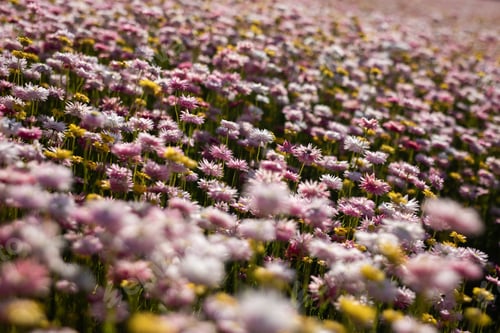 Preview: pink white yellow soft daisy gentle flowers field glate sun bloom spring nature blur