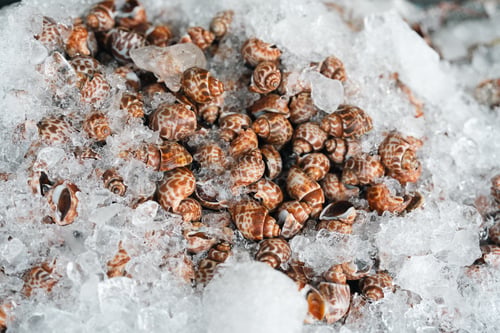 Preview: Fresh seafood on ice including oysters, crabs, snails, and shrimp, perfectly preserved for cooking
