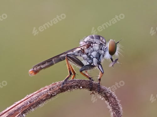 Preview: Robberfly