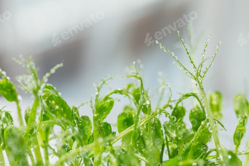 Preview: Frash raw sprouts, micro greens, healthy food concept