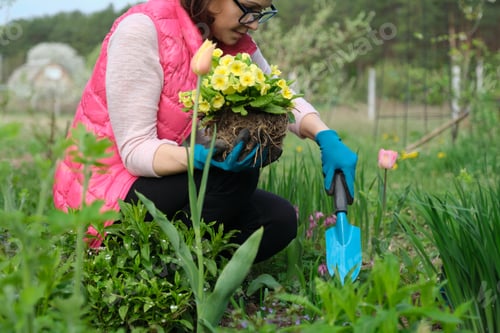 Preview: Close-up of woman hands planting yellow primrose flowers in garden
