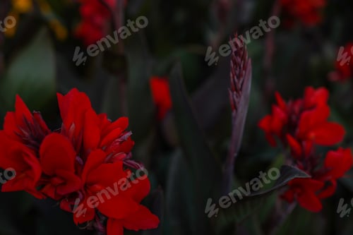 Preview: Floral background with red Cannes flowers. The beauty of nature, dark red flowers wallpaper