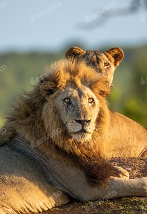 Preview: Male lion, Panthera leo, lying next to lioness, close-up.