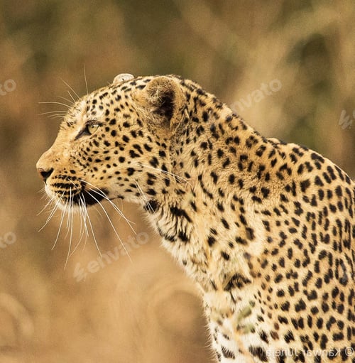 Preview: A Beautiful ZambiaWildlife picture of World