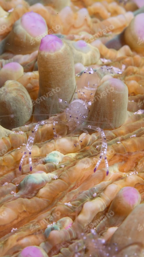 Preview: A mushroom coral ghost shrimp macro shot
