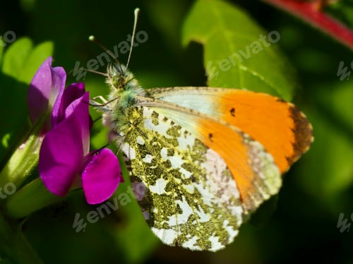 Preview: blossom, flora, plant, pink, green, background, beautiful, insect, butterfly