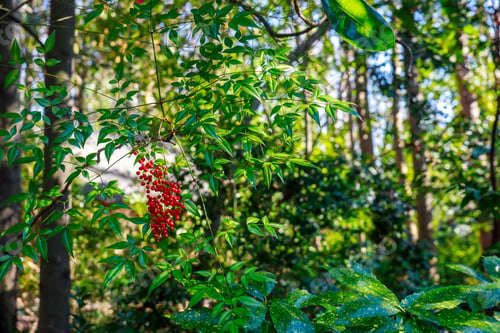 Preview: Red poison berries on tree in the forest.