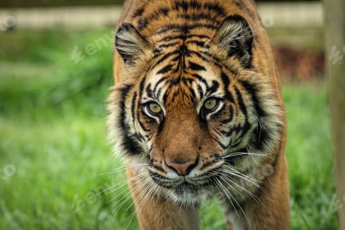 Preview: Portrait of a tiger in its habitat