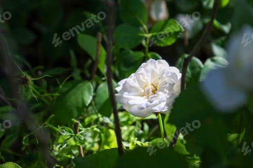 Preview: a flower that is sitting in the grass inside of a tree