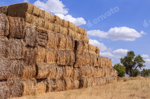 Preview: Cereal straw bale background. Countryside agriculture farm harvested field
