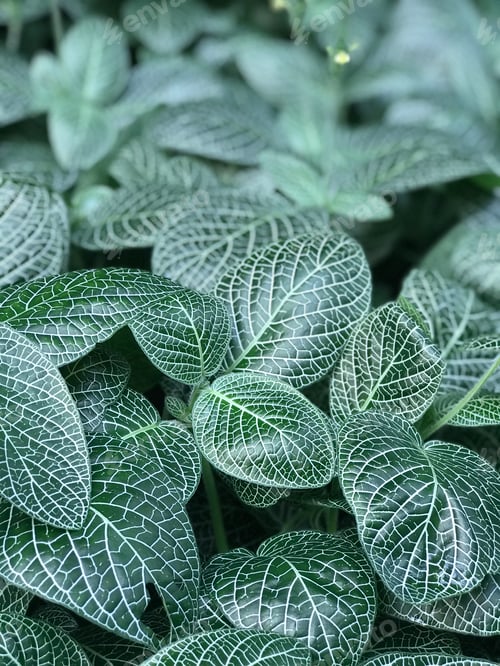 Preview: Background image with green leaves