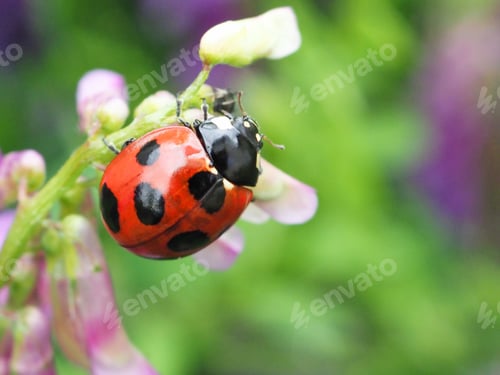 Preview: Ladybug