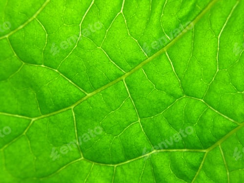 Preview: green leaf texture