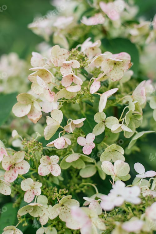 Preview: Bouquet of White and Pink Flowers of Paniculate Hydrangea Wim's Red with Green Leaves in Garden