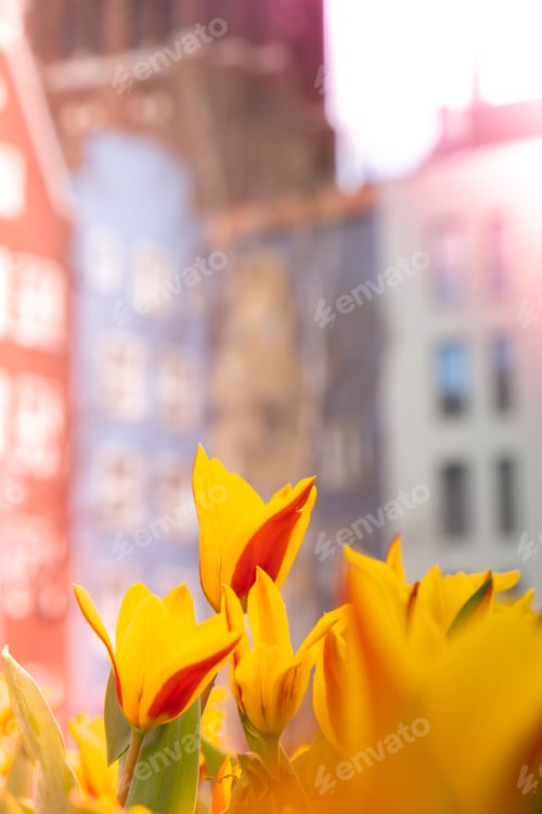Preview: Flowerbed of beautiful red-yellow picturesque tulips on green lawn background. Group of delicate two