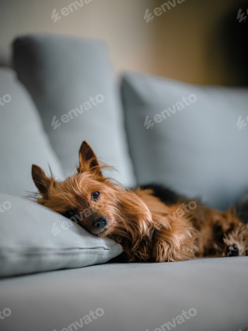 Preview: Cute dog taking a nap on a couch