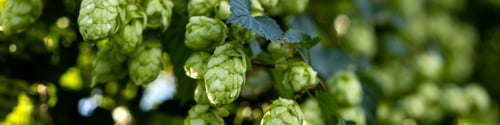 Preview: Banner 4x1 leaves, green hop cones on branches