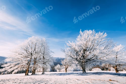 Preview: Frozen trees on winter hill panoramic view