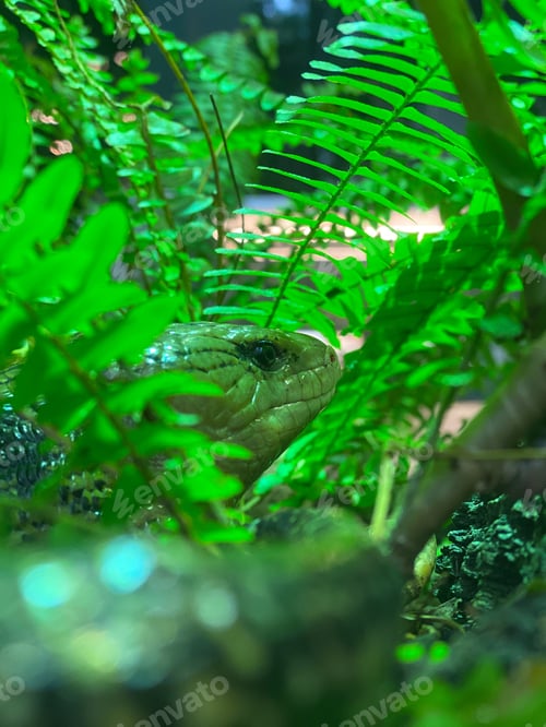 Preview: Closeup shot of a green reptile seen through lush leaves.