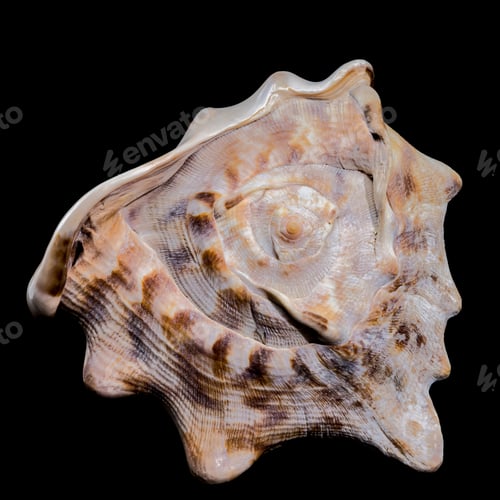 Preview: Cassis tuberosa or king helmet shell on black background