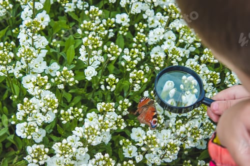 Preview: child looks into a magnifying glass butterfly sits on flowers.