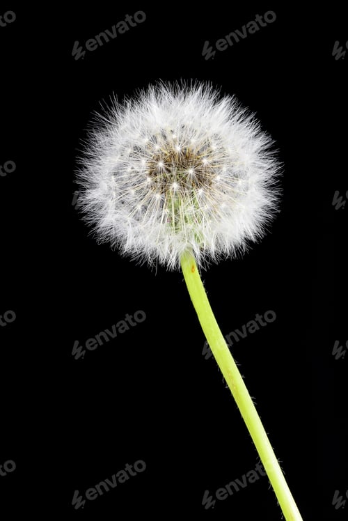 Preview: Dandelion on black background