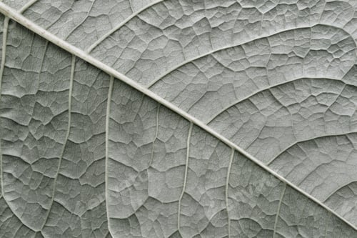 Preview: Texture Of A Surface Of A Leaf Of A Plant With Streaks Closeup For A Abstract Natural Natural
