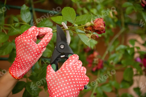 Preview: Woman in gardening gloves pruning rose bush with secateurs outdoors, closeup