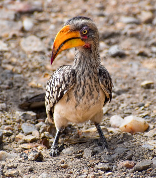 Preview: African Yellow Hornbill
