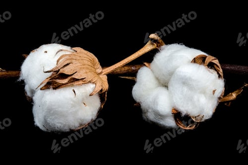 Preview: Cotton Bolls on Branch Black background