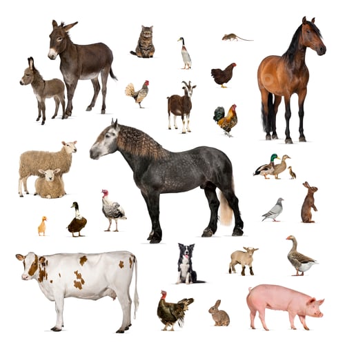 Preview: Large group of many farm animals standing together